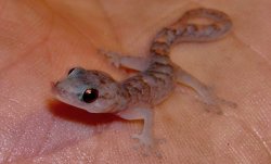 Marble Gecko