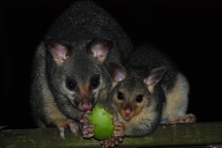 Possums Share An Apple