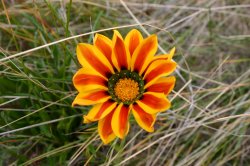 Lone Daisy