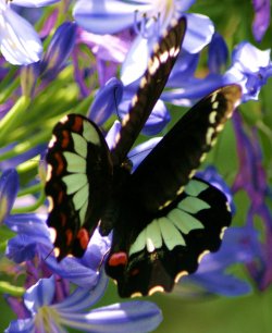Orchard Swallowtail
