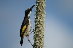Hungry Bird