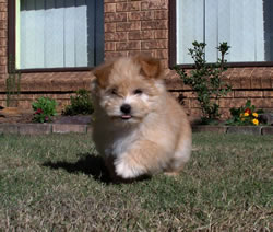 Cloe