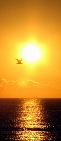 Early Bird
