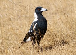 Proud Magpie