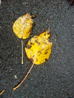 An Awesome Autum Day