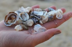 Hand Of Shells.