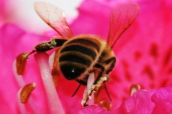 Bee Bizzy