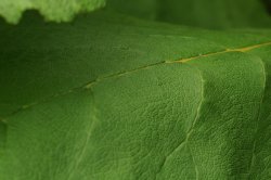 Flying Over A Leaf
