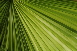 Natures Fan