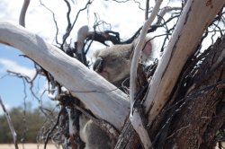 Beached Koala