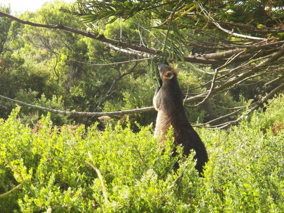 Wallaby Munching On Pine Tree.