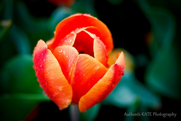 Floriade Glory