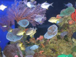 Under The Sea