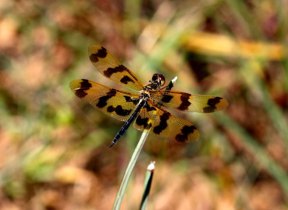 Close Up On Dragon Fly