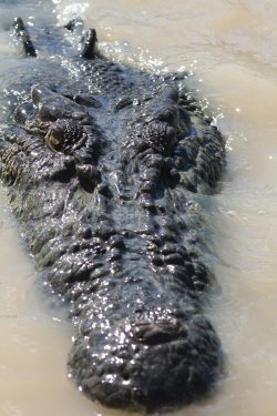 Crocodilious
