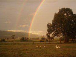 An Afternoon Of Geese & Rainbows