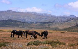 High Country Brumbies