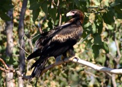 Wedge Tail Eagle In Nt