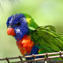 Lorakeet Featherdale