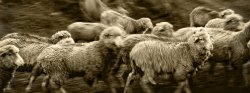 Runnig Sheep