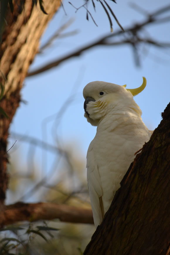 Australian Cockatoo