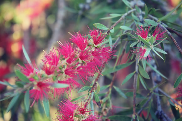 Native Australia