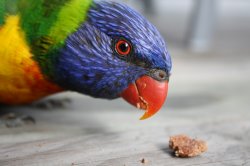 Birdy