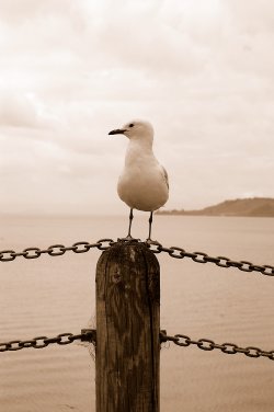 Sitting And Waiting