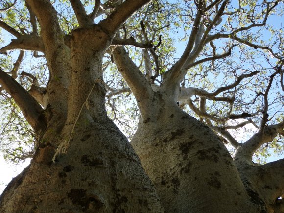 Giant Boab Tree