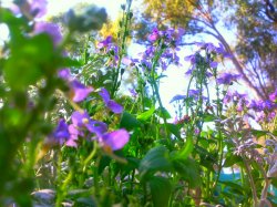 Mum's Garden