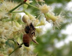 The Spider And The Bee