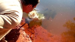 Barramundi Mouth To Mouth