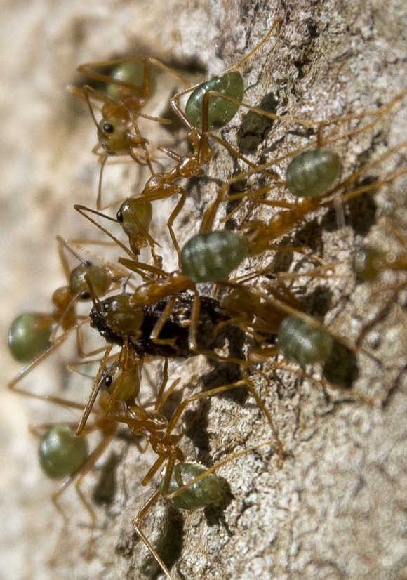 Daintree Green Ants