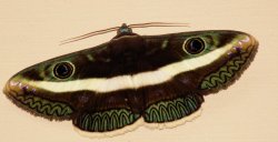 Pretty Moth
