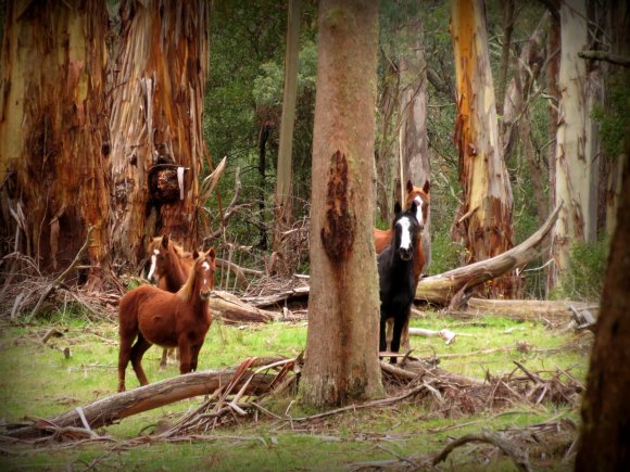Australian Wild Brumbies