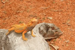 Aussie Lizard