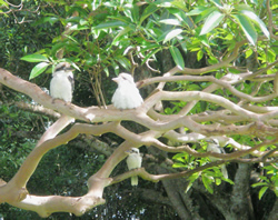 Kookaburras Family Visit