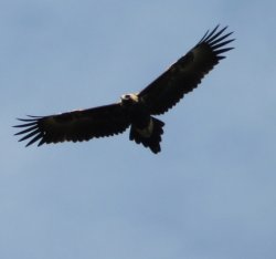 Immature Wedge-tail Eagle