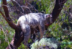 Koala Bear Nap