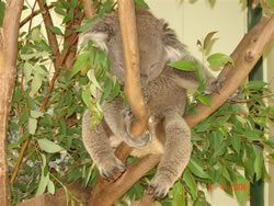 Koala Sleeping