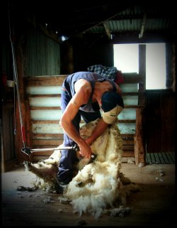 The Aussie Shearer