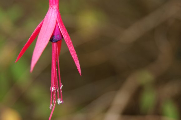 Fuschia