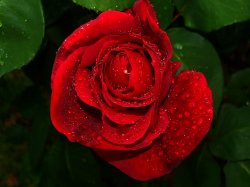 Rose After Rainfall