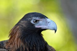 Wedge-tailed Eagle Scm
