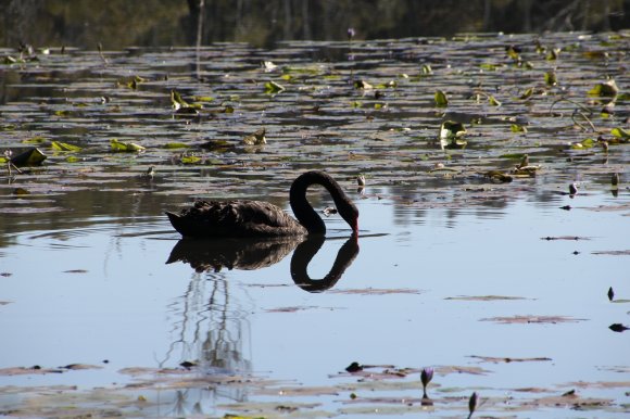 Swan's Heart