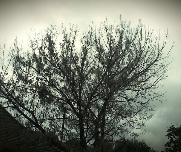 Rain Tree