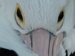 Pelican Eyes