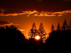 Pine Tree Sunset