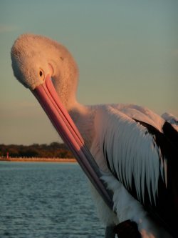 Sunshine Pelican