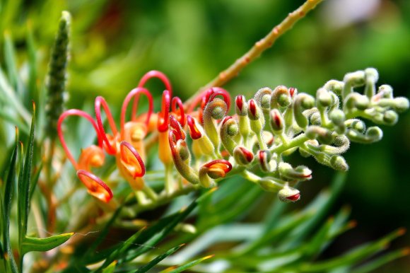 Grevillea